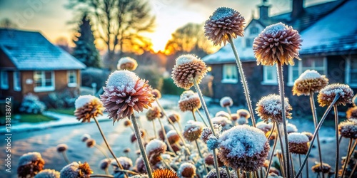 Frosty Winter Flower Heads: Double Exposure Photography, Pinner, UK photo