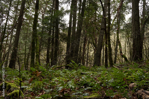 footpath in the woods