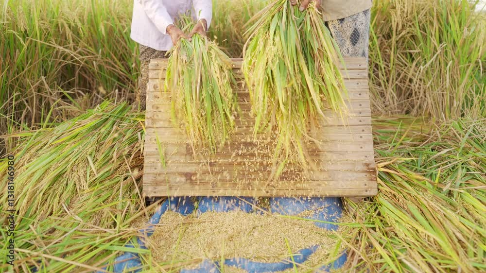 Stacking Rice Method Manual threshing of rice stalks on bamboo rack to harvest grain on ...
