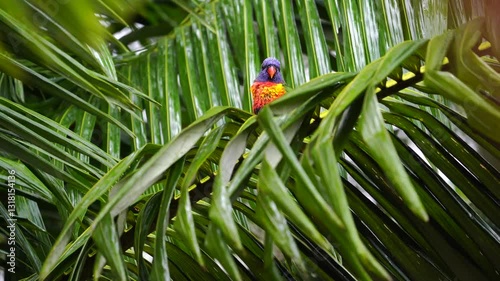 Rainbow lorikeet in the storm that holding palm leaves and almost blown away.
