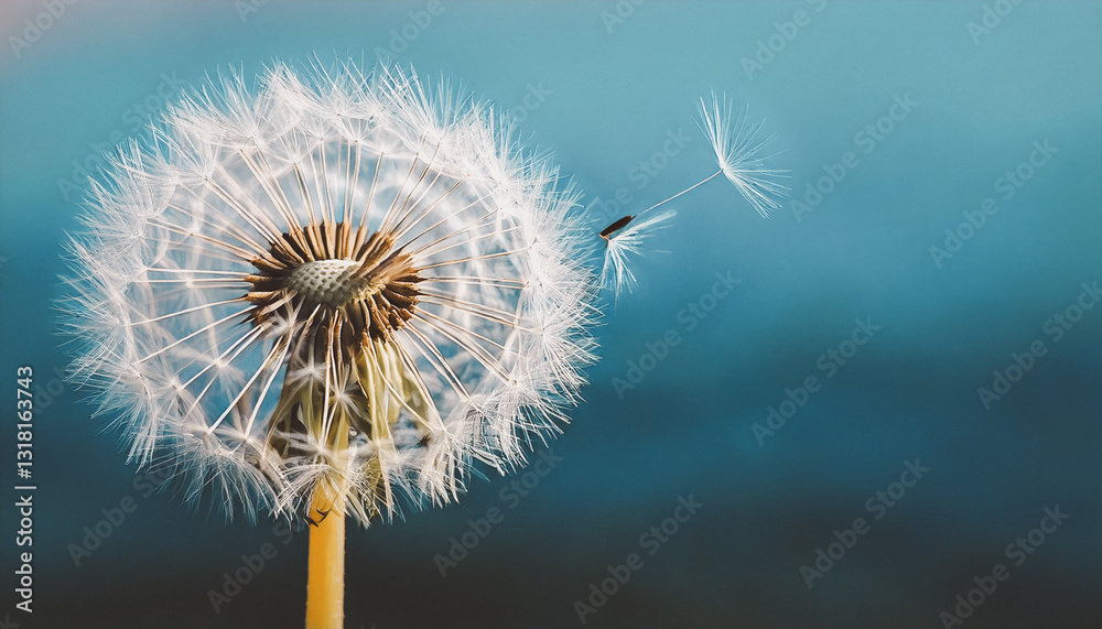 Fototapeta premium romantic white dandelion flower seed in springtime,big dandelion on a blue background