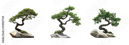 Set of isolated bonsai trees on a transparent background. Zen decor, minimalist design, creative project. Elegant, timeless, symbol. Balance, harmony, nature’s beauty. web.for. Generative Ai content