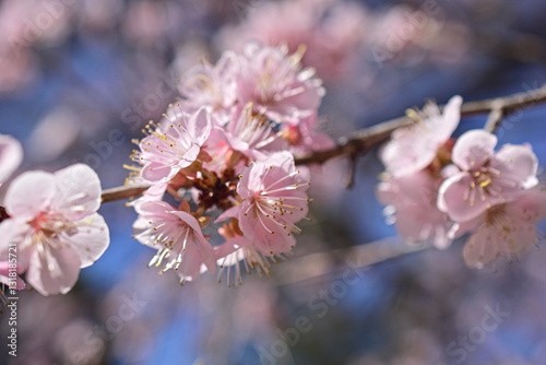 Wild apple blossom