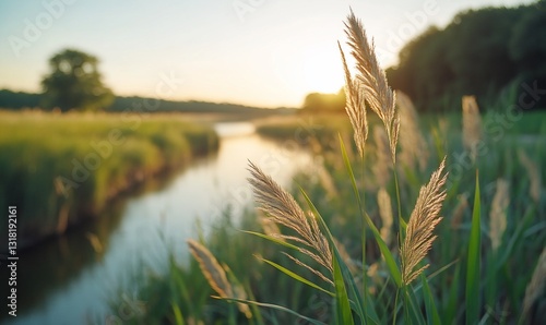 Fototapeta Naklejka Na Ścianę i Meble -  Serene reeds glow at sunset near waterway edge, in peaceful landscape