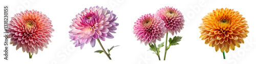 Vibrant chrysanthemum blooms in golden light isolated on a transparent background.