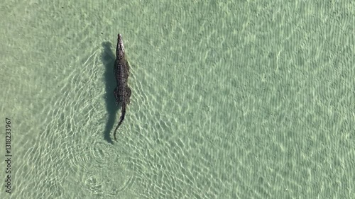 Swimming crocodile against white sand