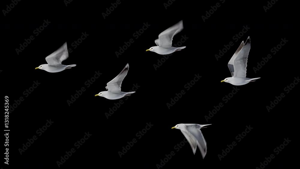 group of seagulls flying loop , alpha Channel, you can add any background to it. seagull soaring over the Mediterranean sea. Flock of birds flies in strong winds.3d animation of flying bird loop