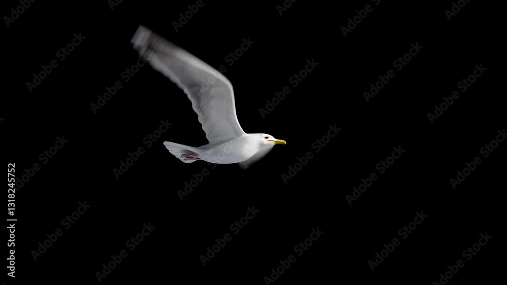 isolated seagull flying loop, alpha channel, can change the background.symbol of freedom. Big seagull soaring over the Mediterranean sea.birds flies in strong winds.3d animation of flying bird loop