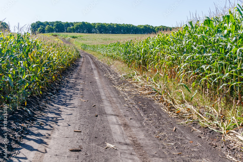 Obraz premium Dirt road through a cornfield under clear sky