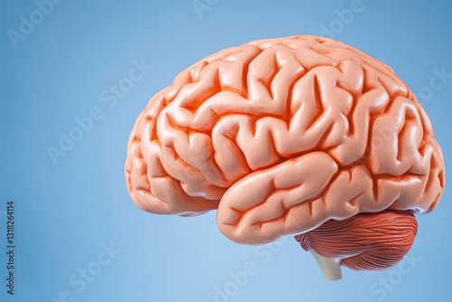 A medical illustration of the brain with highlighted regions associated with different functions and nervous system activities