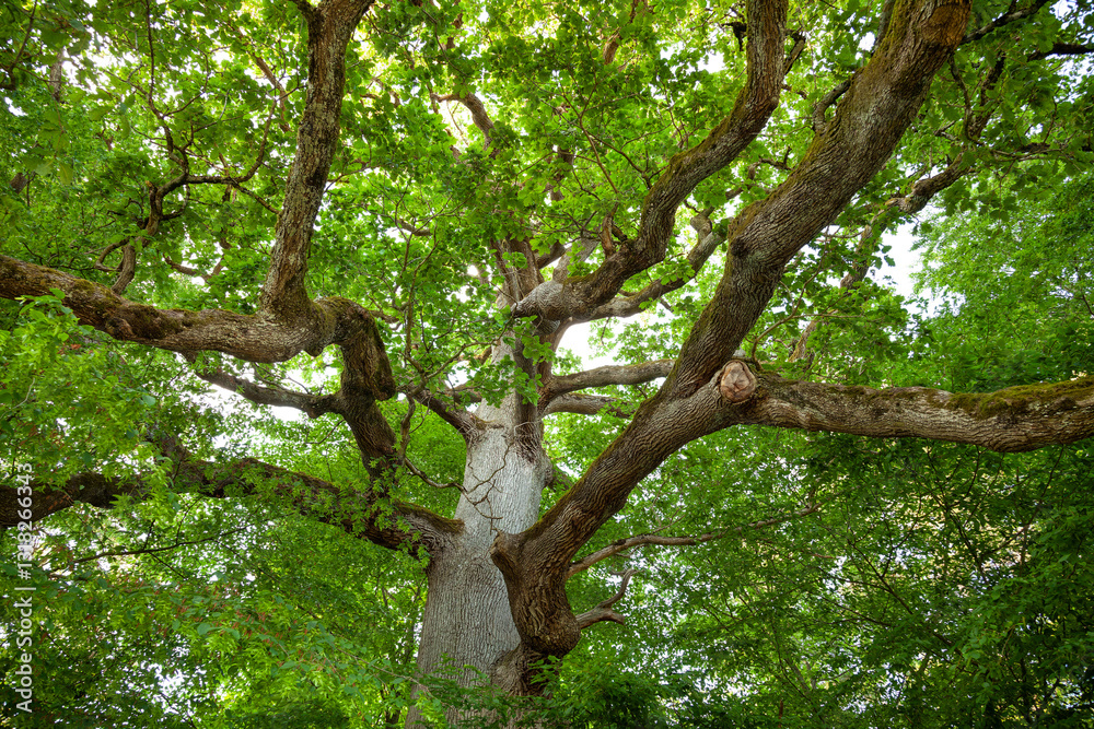 Naklejka premium Kaisereiche bei Oberberken - Monumentale Eiche im Schurwald. Uralte Eiche im Sommer.