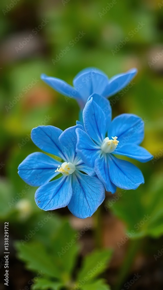 delicate blue primula petals unfolding slowly, nature, bloom, flowers delicate blue primula petals unfolding slowly, nature, bloom, flowers