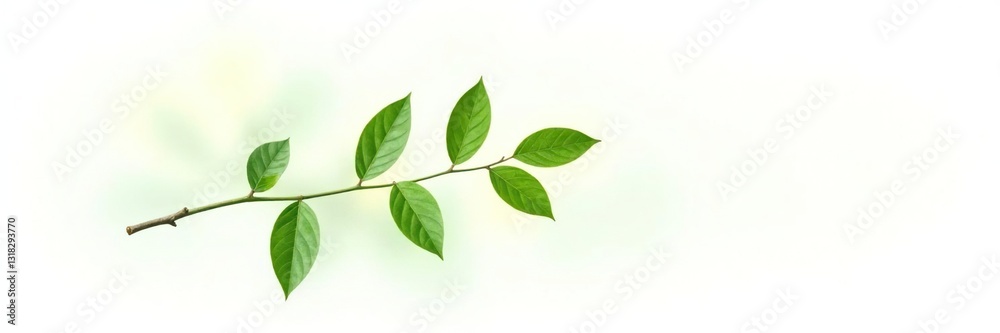 Single branch with leaves on white background, simple, isolated Single branch with leaves on white background, simple, isolated