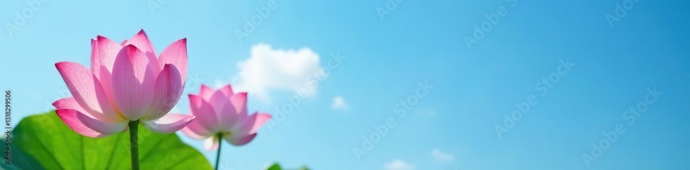 Delicate lotus petals unfolding on a serene blue sky background, nature scene, nature, blue sky Delicate lotus petals unfolding on a serene blue sky background, nature scene, nature, blue sky