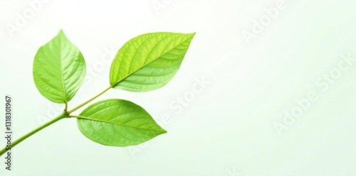 Delicate green stem isolated on white background, flora, plant life, foliage