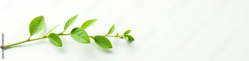 delicate green stem with small leaves on white background, botanical, plant, simple delicate green stem with small leaves on white background, botanical, plant, simple