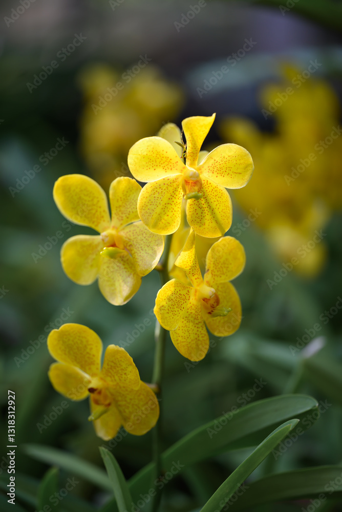 Obraz premium Yellow orchid flowers (Ascocentrum miniatum or Vanda miniatum)