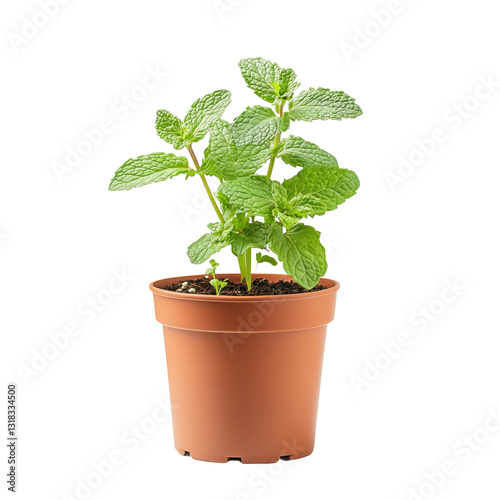 Mint plant in terracotta pot on white or transparent background