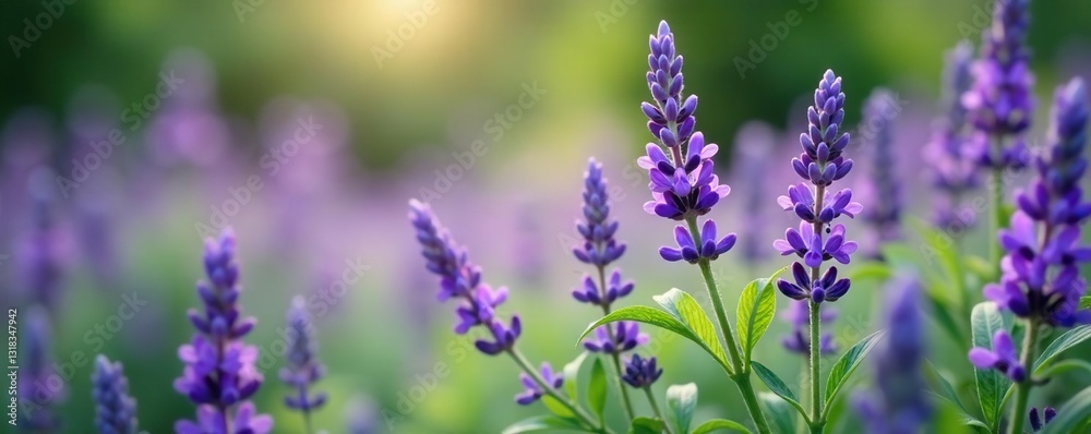 Fototapeta premium Delicate lavender flowers blooming on Plectranthus Mona foliage, lavandula, mona, botanical