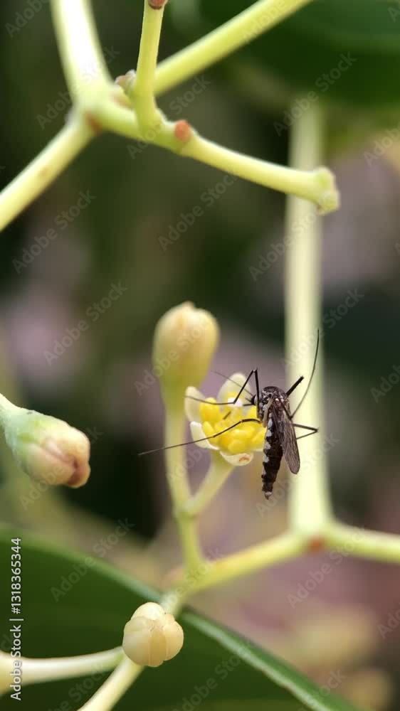Macro slow motion of a mosquito sucking nectar from a flower.