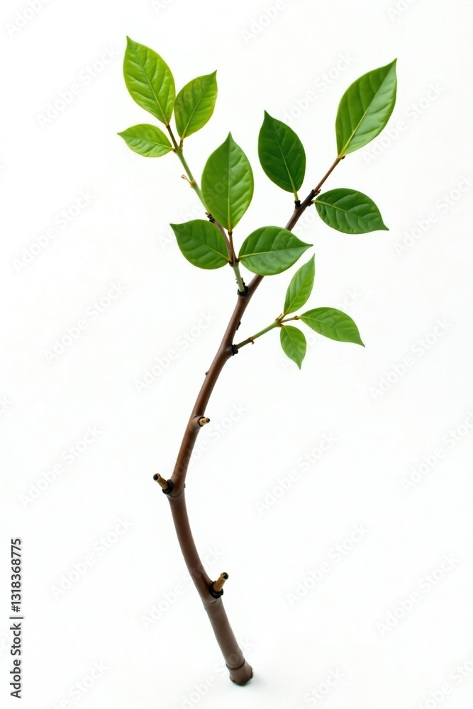 Twisted branch isolated on white background with subtle texture and organic feel, isolated, greenery, nature Twisted branch isolated on white background with subtle texture and organic feel, isolated, greenery, nature
