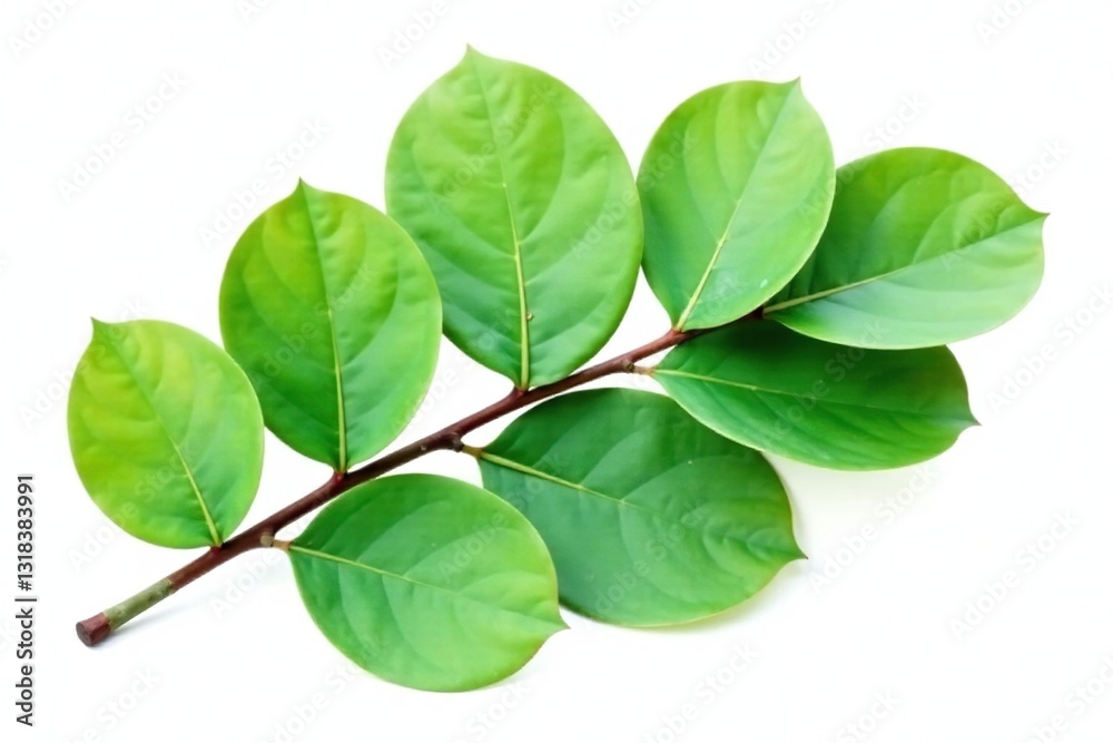 Fototapeta premium Single eucalyptus leaf isolated on white background, isolated, herby, plants