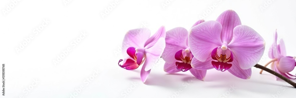 Exquisite orchid blooms on a white background, simple, solo, elegance Exquisite orchid blooms on a white background, simple, solo, elegance