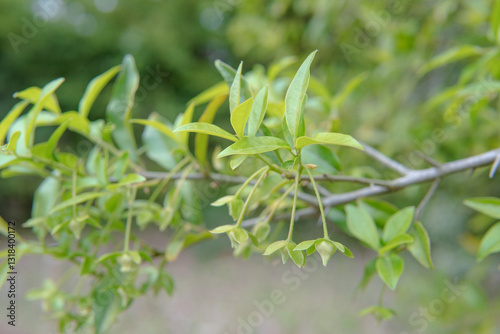 ツクバネガキ（Diospyros rhombifolia）／枝先にぶら下がる結実した果実・4月 photo