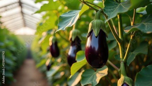 Aubergine eggplant vegetation in a greenhouse.