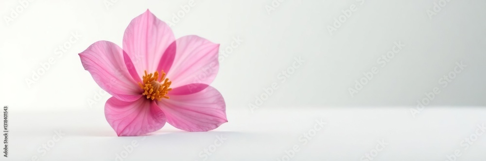 Single flower blooming on a plain white surface, petals, clean