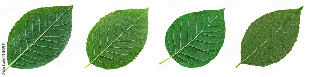 Obraz premium Detailed Closeup Shot of Vibrant Green Leaves Highlighting the Intricate Patterns Texture and Natural Beauty of the Organic Plant Life Serene and Lush Foliage Background Perfect for Environmental