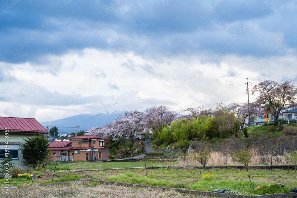 Fujiyoshida, Yamanashi Prefecture, Japan - April 17, 2024: Spring cherry blossoms in bloom and Mount Fuji in the background. Landmarks and popular tourist attractions. Fujiyoshida, Yamanashi Prefecture, Japan - April 17, 2024: Spring cherry blossoms in bloom and Mount Fuji in the background. Landmarks and popular tourist attractions.