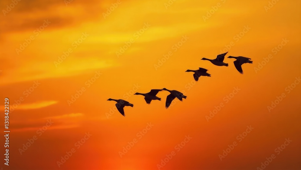Obraz premium Canada Goose Guiding Remaining Flock During Migration South at Sunset