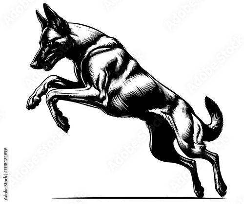 Hand drawn Malinois in full-body, vector sketch isolated on white background, SVG vector	