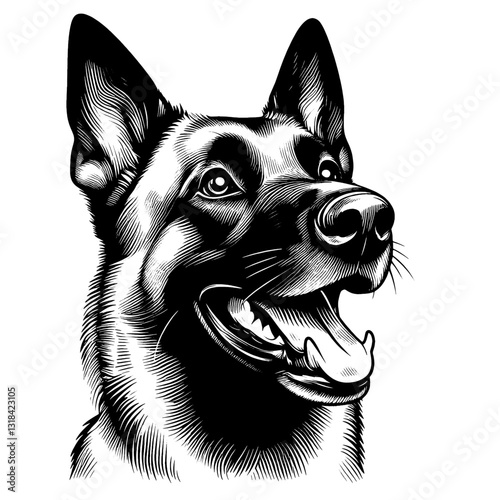 Hand drawn Malinois portrait, vector sketch isolated on white background, SVG vector	