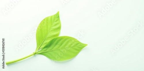 Delicate green stem isolated on white background, nature, foliage, closeup