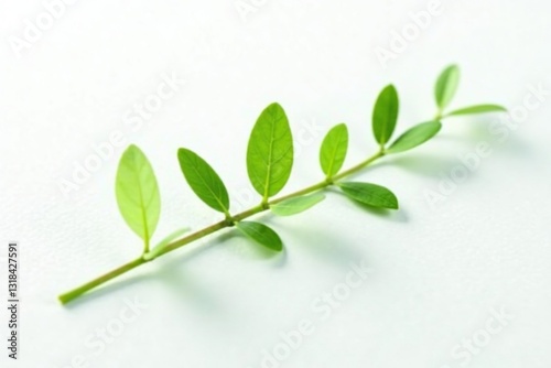 Delicate green stem with small leaves on white background, botanical, white, plants