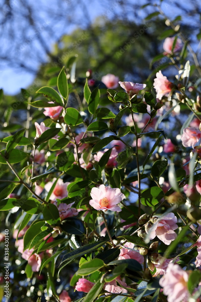 Obraz premium ピンクの椿