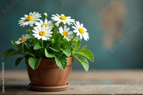Small white camomile flowers in a vintage wooden planter, herb, flowers, branches