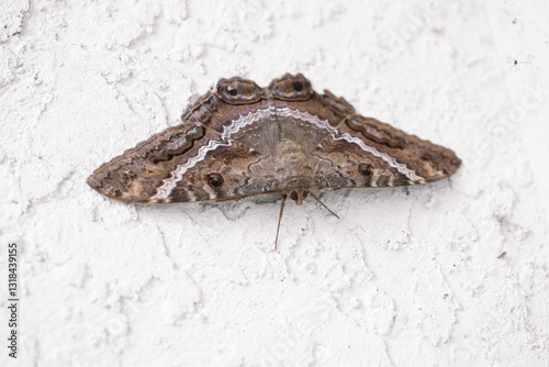 Black witch moth on a stucco wall in South Florida known as a bad omen or harbinger