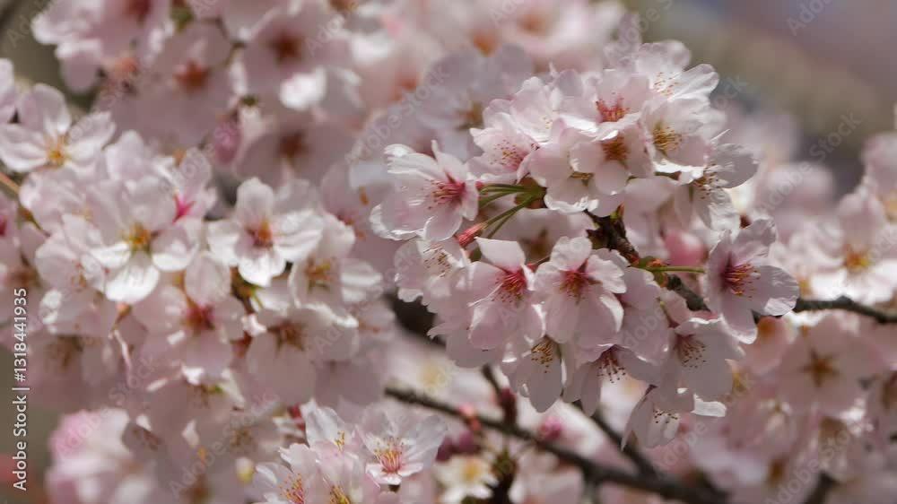 栃木・集落の神社の桜09 栃木・集落の神社の桜09