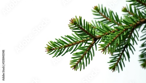 Single branches of fir isolated on white background, forest, nature, branches