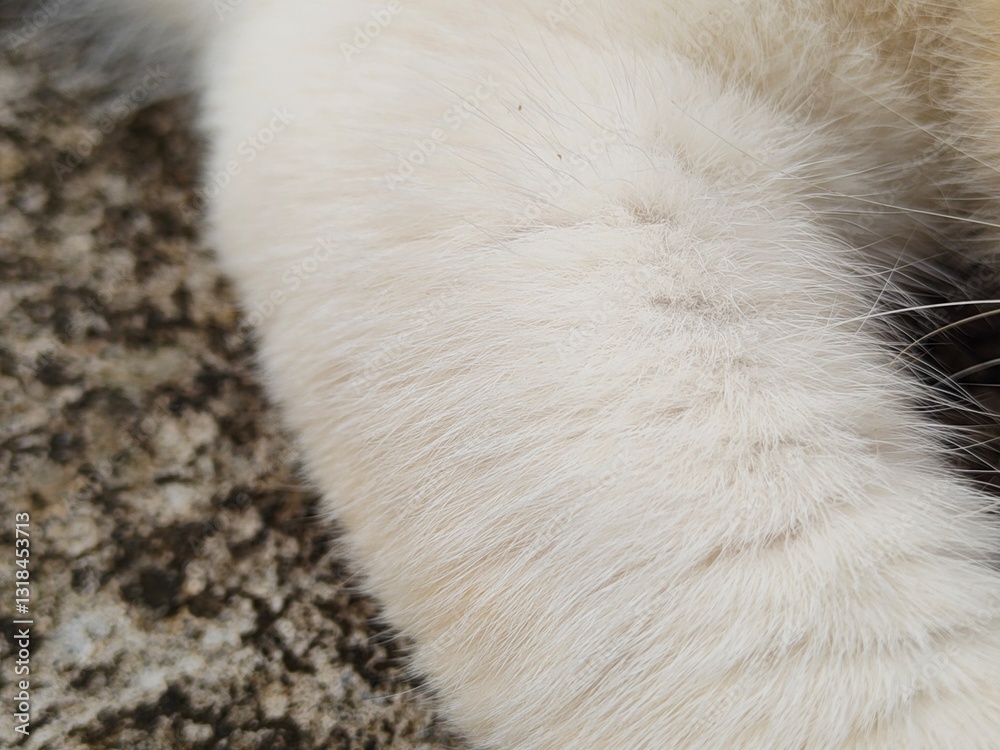 Cat dander can be harmful to human health because it can transmit diseases, allergies, and respiratory irritation. Cat dander can be harmful to human health because it can transmit diseases, allergies, and respiratory irritation.