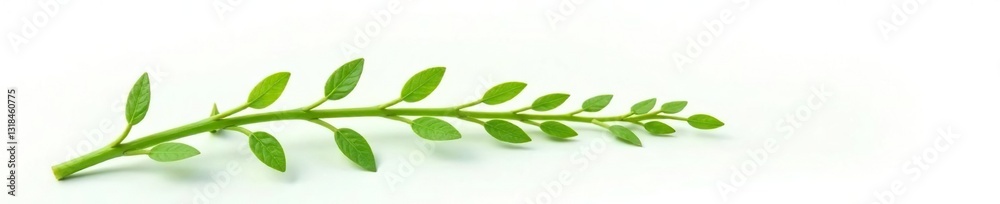 Fototapeta premium Delicate green stem isolated on white background, botanicals, plants