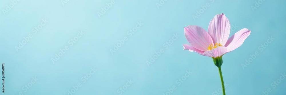 Isolated, delicate flower against a light blue background, flower details, horticulture Isolated, delicate flower against a light blue background, flower details, horticulture