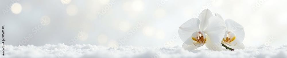 Exquisite white orchid against a snowy white background, white orchid, innocence, serenity Exquisite white orchid against a snowy white background, white orchid, innocence, serenity
