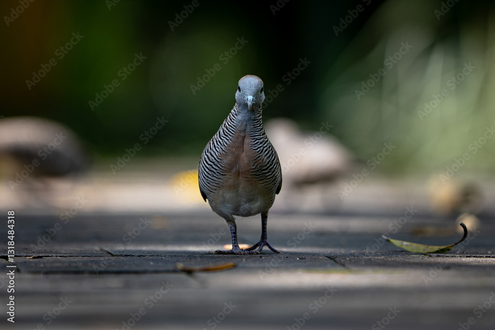 Obraz premium A zebra dove stands on a pathway, staring at the camera. Its striped feathers contrast with the blurred green background. A peaceful nature scene with soft lighting and a shallow depth of field