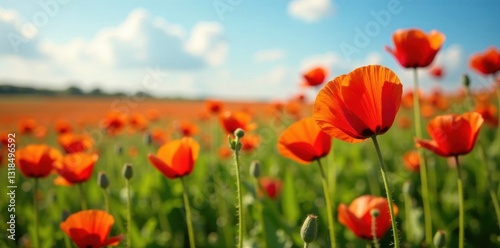 Colorful poppy flowers in a field , spring, Poppy, bloom