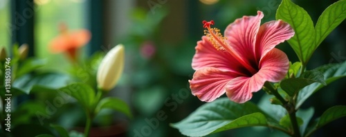 Hibiscus flowers and peace lily in a serene indoor garden setting, flower, garden, interior