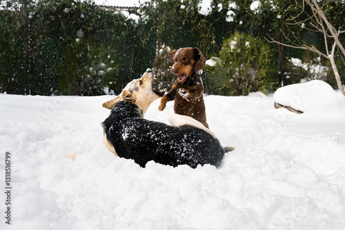 Canvas Print Two active playful dogs playing and dancing in the winter park